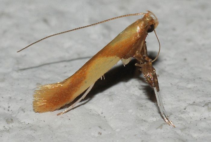 Gracillariidae 3
